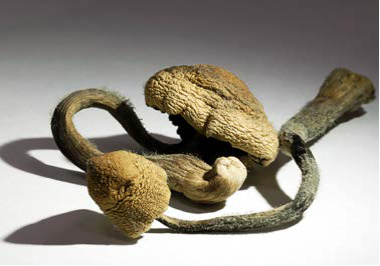 11_Magic Mushrooms