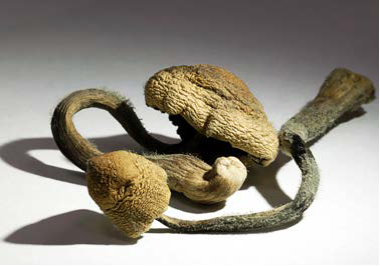 11_Magic Mushrooms 11_Magic Mushrooms