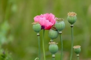 2_Opium Poppy
