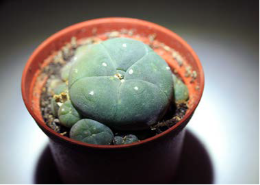 4_Peyote Cactus