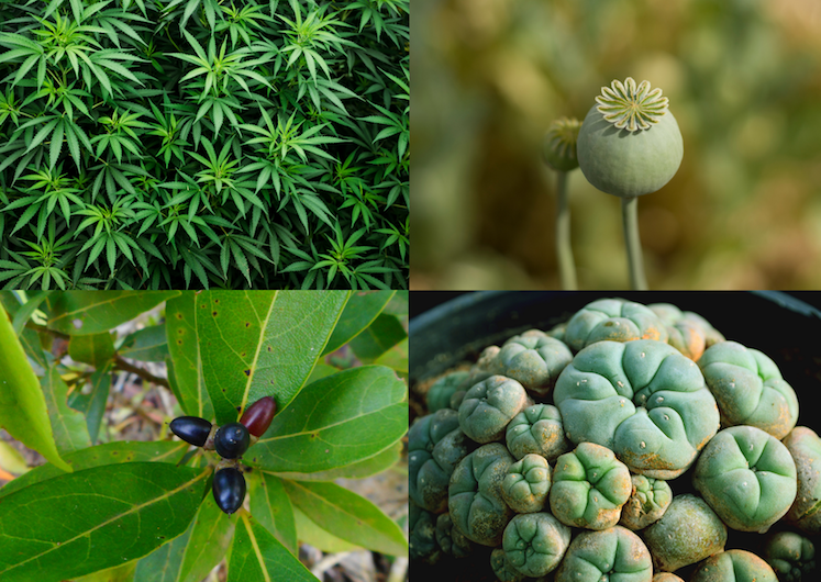 Plants that contain controlled drugs