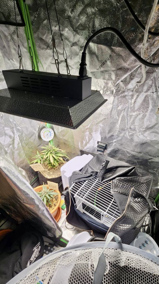 Photo 4 CNB Drug Bust 21 October 2022