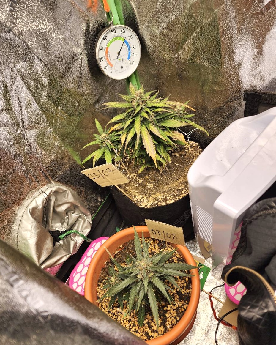 Photo 5 CNB Drug Bust 21 October 2022