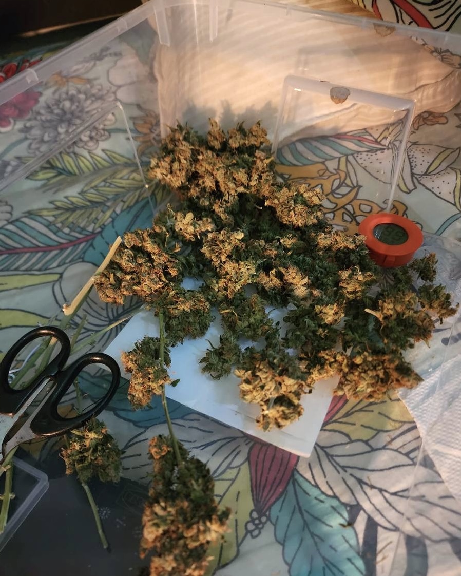 Photo 6 CNB Drug Bust 21 October 2022