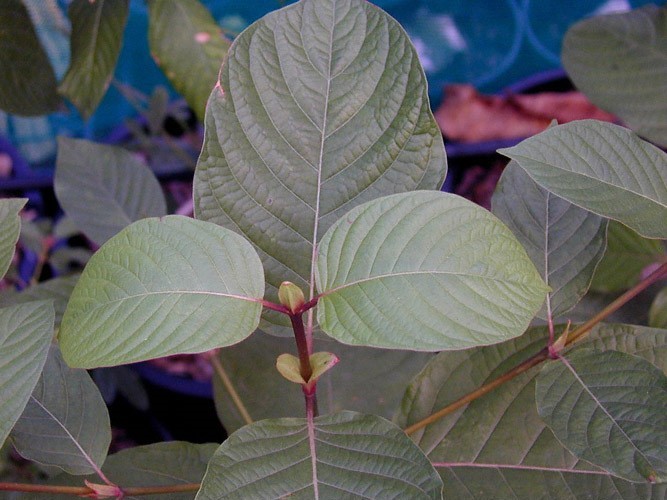 Leaves of the Mitrogyna Speciosa plant