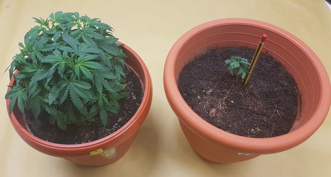 Photo-4 (CNB): Two pots of cannabis plants seized by CNB on 9 September 2019.