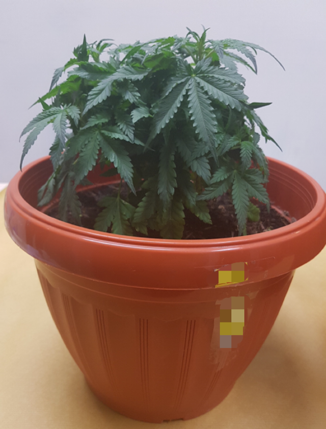 Photo-5 (CNB): Closer view of cannabis plant seized by CNB on 9 September 2019.  