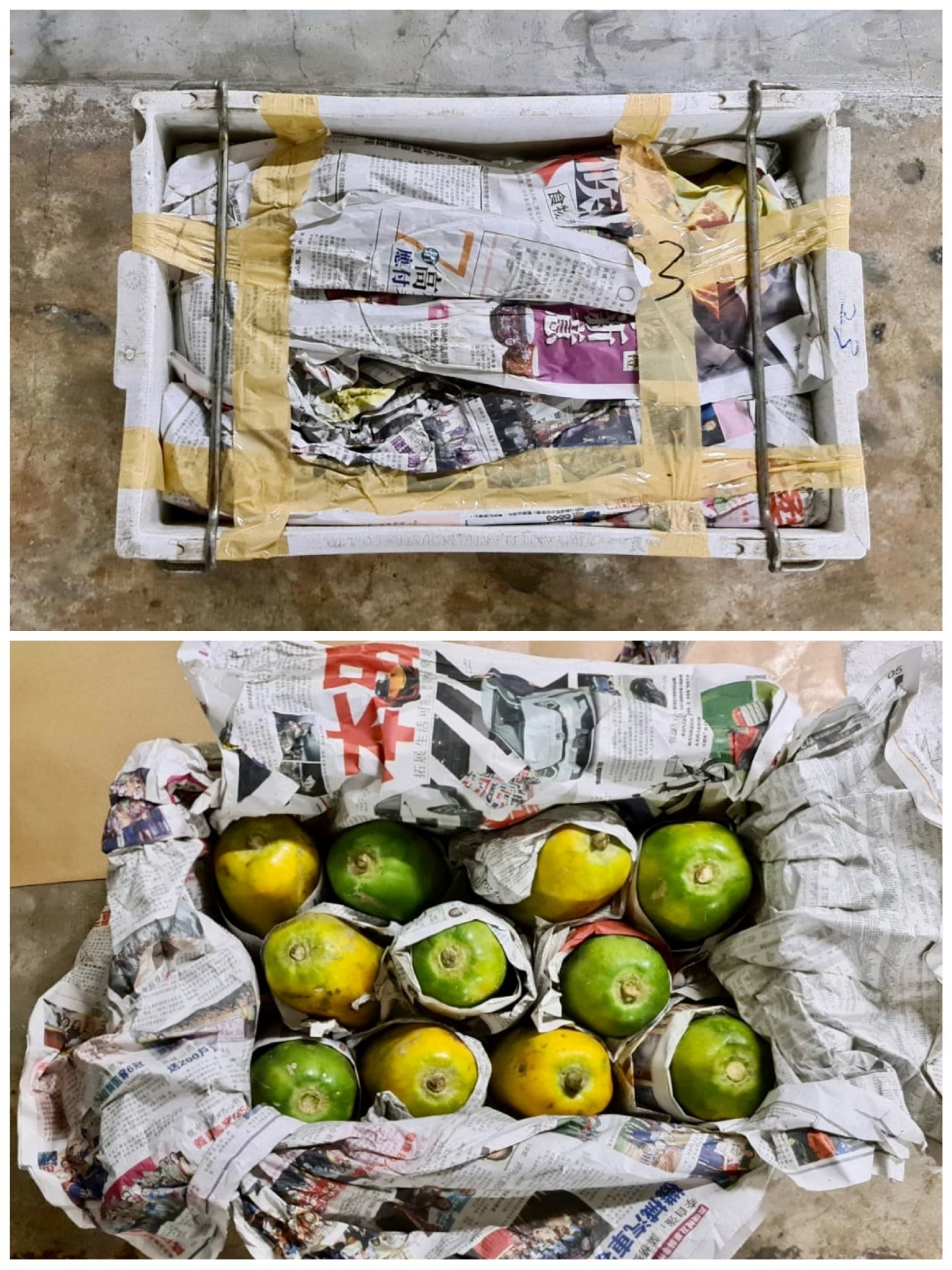 Photos 1 and 2: Papayas seized from a vehicle in the vicinity of River Valley Road on 17 September 2020